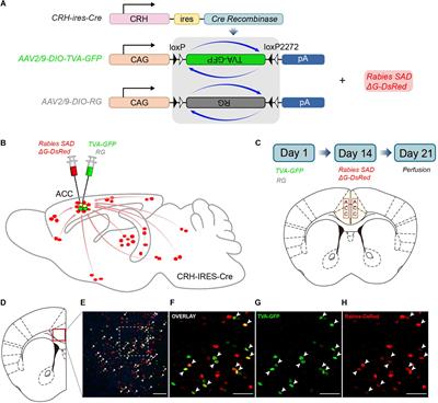 Whole-Brain Mapping of Monosynaptic Afferent Inputs to Cortical CRH Neurons